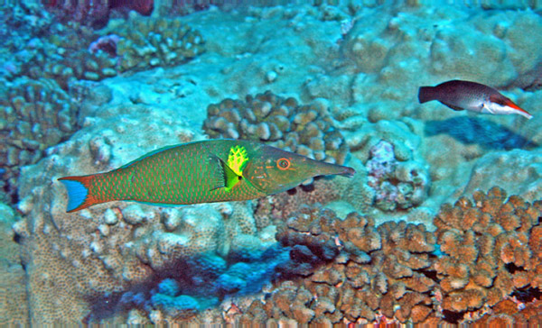 DSC_0008_edited-3