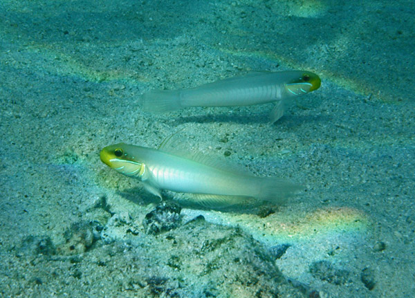 DSC_0012_edited-1-2