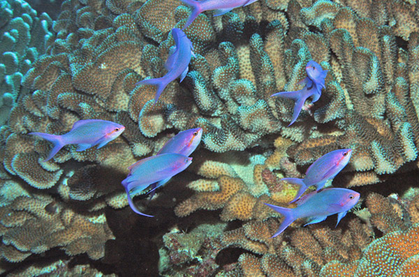 DSC_0033_edited-1-1