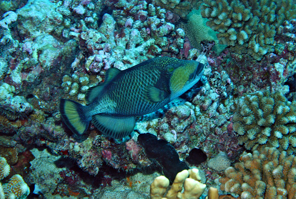 DSC_0050_edited-1