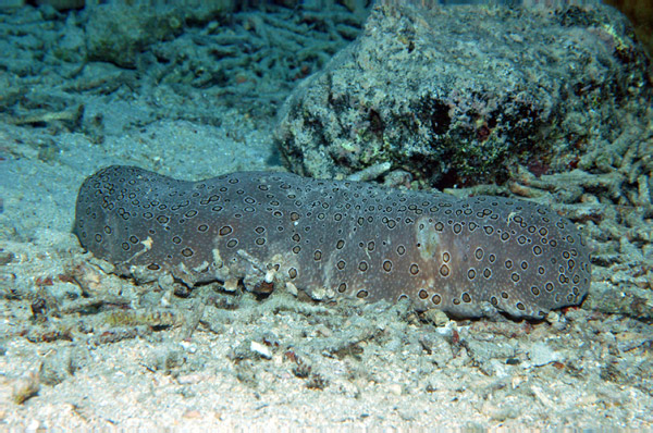 DSC_0061_edited-1