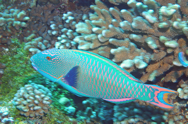 DSC_0063_edited-1