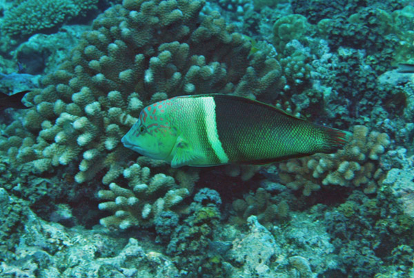 DSC_0107_edited-1-1