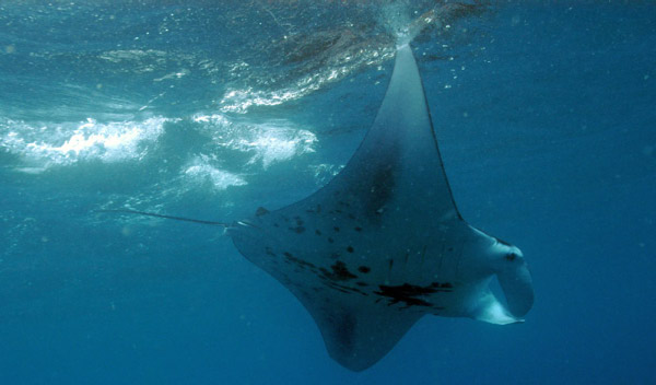 Manta1