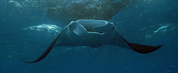 Manta2